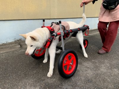 愛知県の大型犬　空（クウ）ちゃんの犬の車椅子が完成しました。