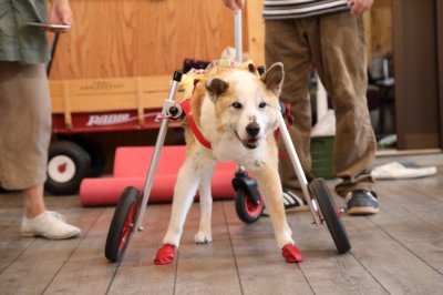 富山県の中型犬　ごまちゃんがいらっしゃいました。