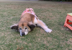 大型犬 石川県
