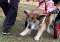大型犬 石川県