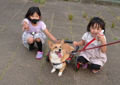 コーギー 山梨県