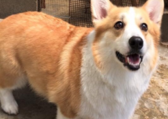 コーギー犬 京都府