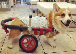 コーギー犬 京都府