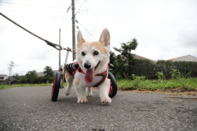 愛知県のコーギー　ももこちゃんがいらっしゃいました。