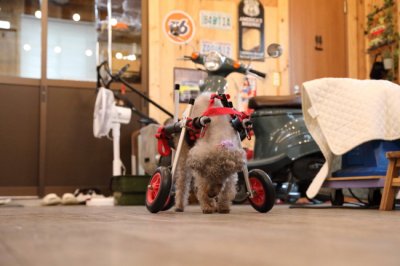 岐阜県のトイプードル　プクちゃんがいらっしゃいました。