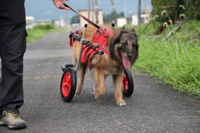 兵庫県のベルジアン シェパード ドッグ タービュレン　むつきちゃんがいらっしゃいました。