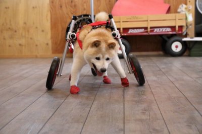 愛知県の柴犬　ノムさんがいらっしゃいました。