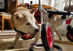 柴犬 東京都