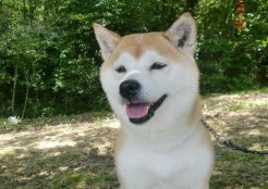 柴犬 東京都