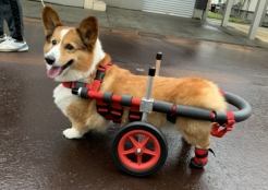 コーギー 新潟県