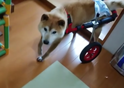 柴犬 長野県