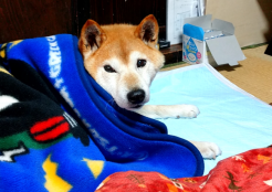 柴犬 長野県