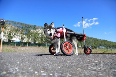 愛知県の柴犬　メグちゃんがいらっしゃいました。