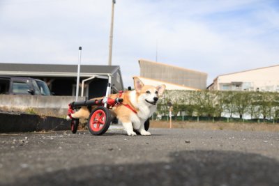 岐阜県のコーギー　マイちゃんがいらっしゃいました。