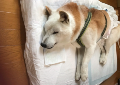 柴犬 東京都
