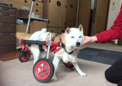 柴犬 東京都