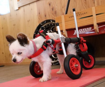 bie様専用□犬の車椅子 中型犬用4輪車いす 前足パッド&リング 9～18kg