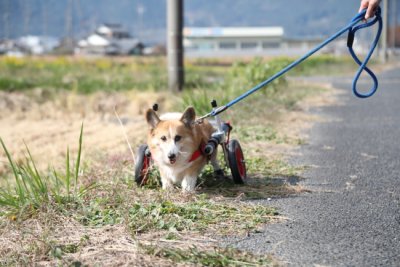 岐阜県のコーギー　まさむねちゃんがいらっしゃいました。