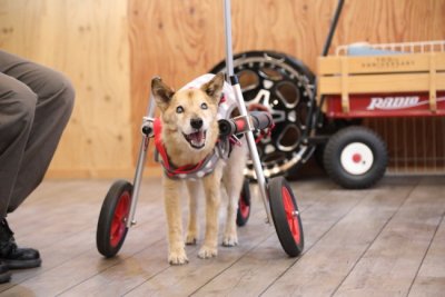 三重県の柴犬ミックス　チャコちゃんがいらっしゃいました。