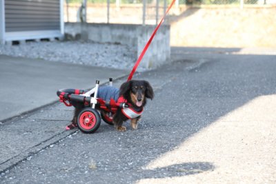 滋賀県のミニチュアダックスフンド　ナナちゃんがいらっしゃいました。