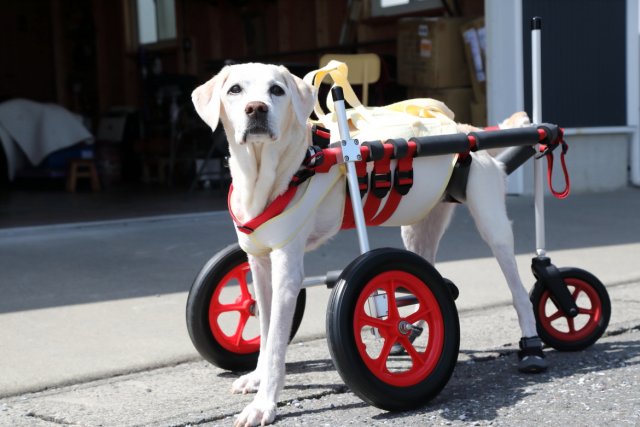 犬の車いす 犬用車椅子 犬の歩行器 歩行サポート リハビリ用車椅子