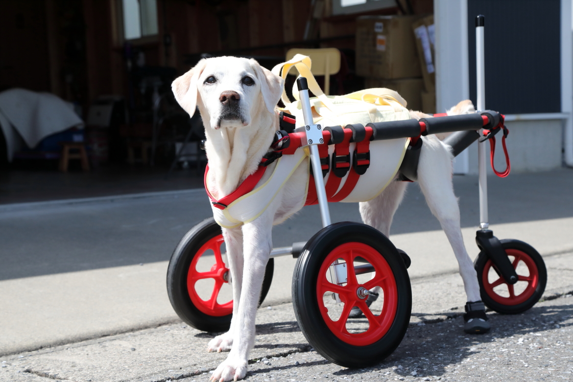 犬用車椅子のレンタル 犬用車椅子 歩行器なら はな工房