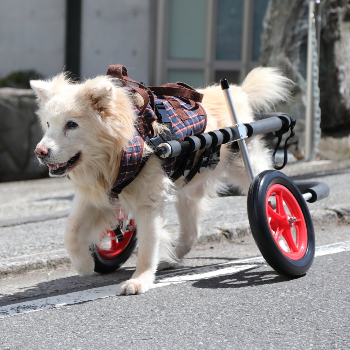 ○Mダックス○犬の車椅子 小型犬用4輪車いす 顎乗せ付～8kg位 歩行器