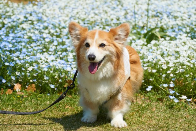 椎間板ヘルニアと変性性脊髄症