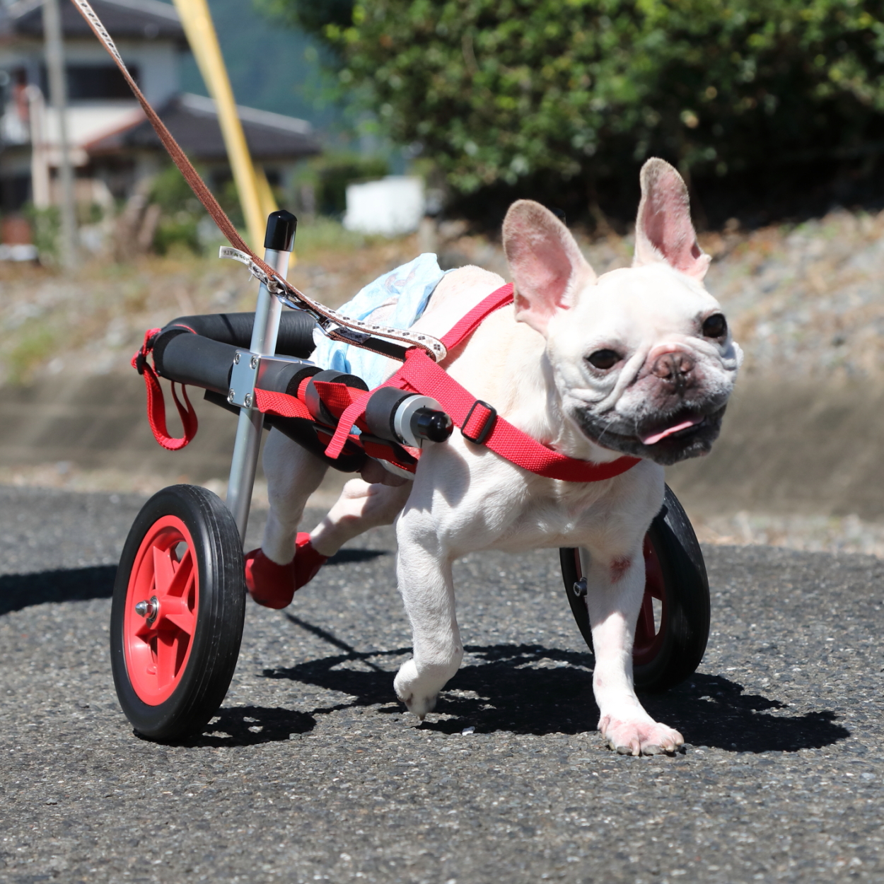 bie様専用□犬の車椅子 中型犬用4輪車いす 前足パッド&リング 9～18kg