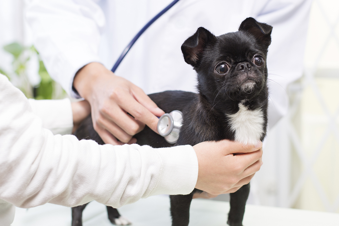 椎間板ヘルニアと変性性脊髄症｜犬用車椅子・歩行器｜はな工房