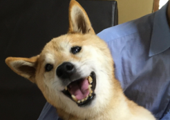 柴犬 新潟県