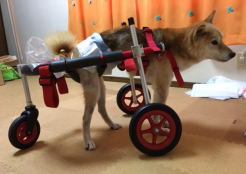柴犬 新潟県