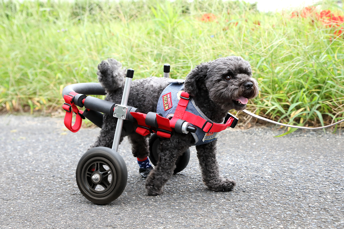 最高品質の素材 犬用車椅子(22~45kg) - ペット用品