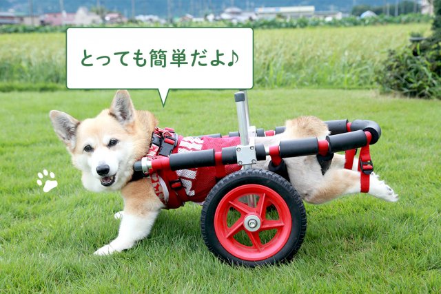 53%OFF!】 犬用車椅子 歩行器 コーギー犬