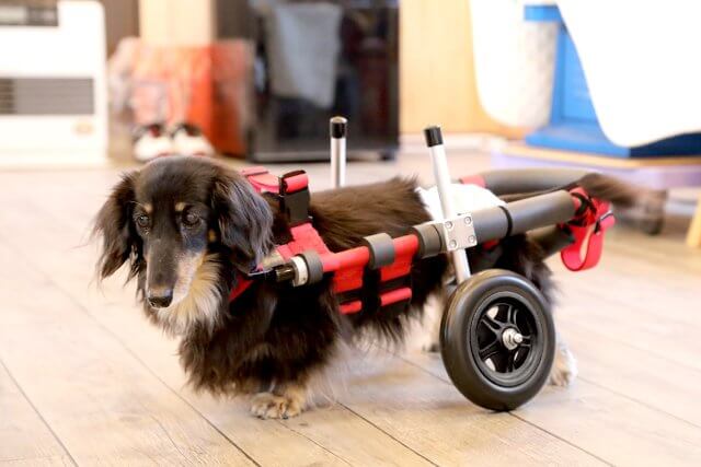 犬用車椅子のレンタル|犬用車椅子・歩行器なら【はな工房】 犬用車椅子のレンタル|犬用車椅子・歩行器なら【はな工房】