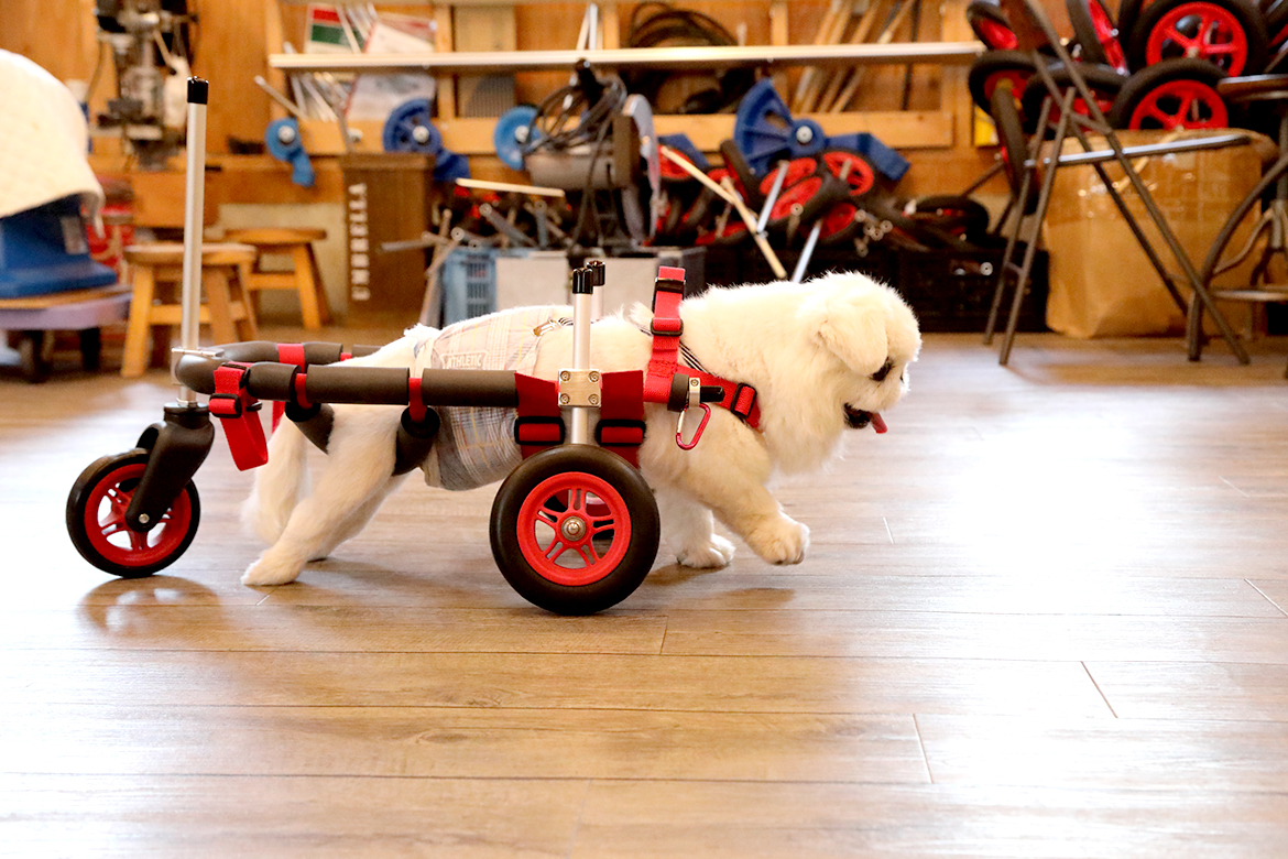 犬用車椅子、柴犬用車椅子4輪車、犬の車椅子-