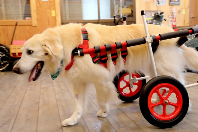 犬用車椅子のレンタル 犬用車椅子 歩行器なら はな工房