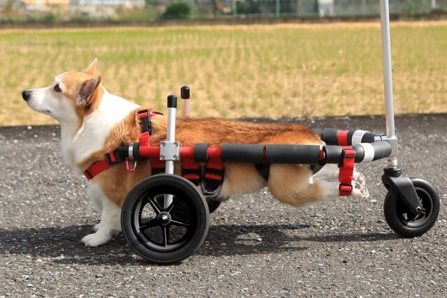 犬用車椅子、コーギー用４輪車椅子、犬の車椅子 abitur.gnesin-academy.ru