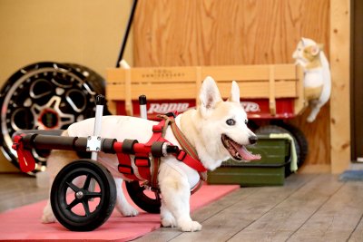 車椅子のレンタル