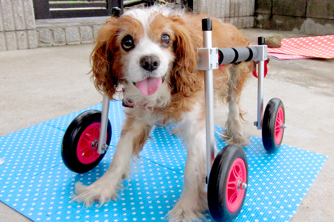 82%OFF!】 リエママ様専用ページ□犬の車椅子 中型犬用4輪車いす 9