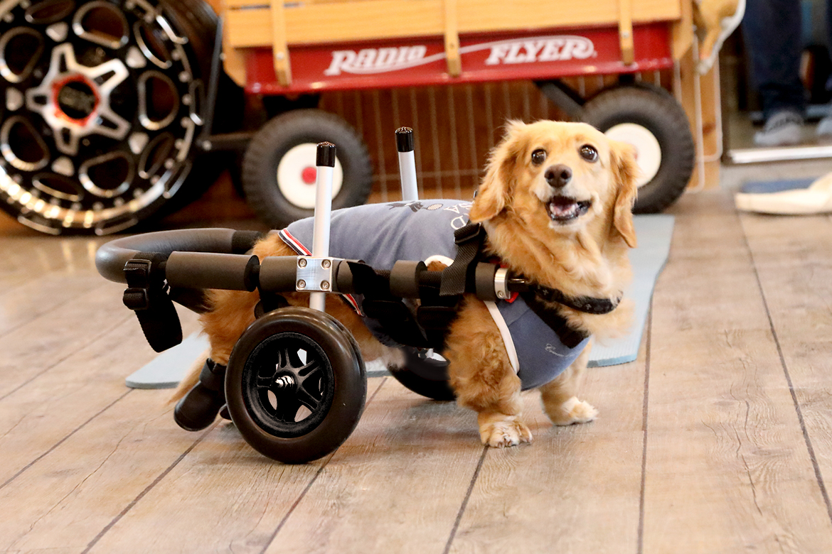 犬用車椅子と犬用介護用品わんケア補助前輪パーツ ML18〜22Kg