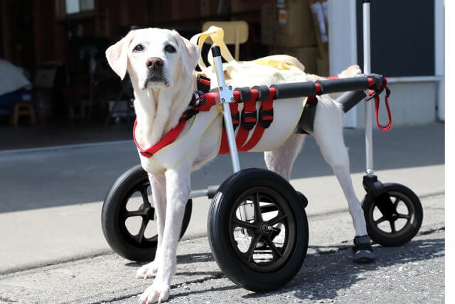 送料込★犬用車椅子  大型犬用車いす シニア犬 使用回数1月未満:使用20回以下サイズは画像56枚目参照