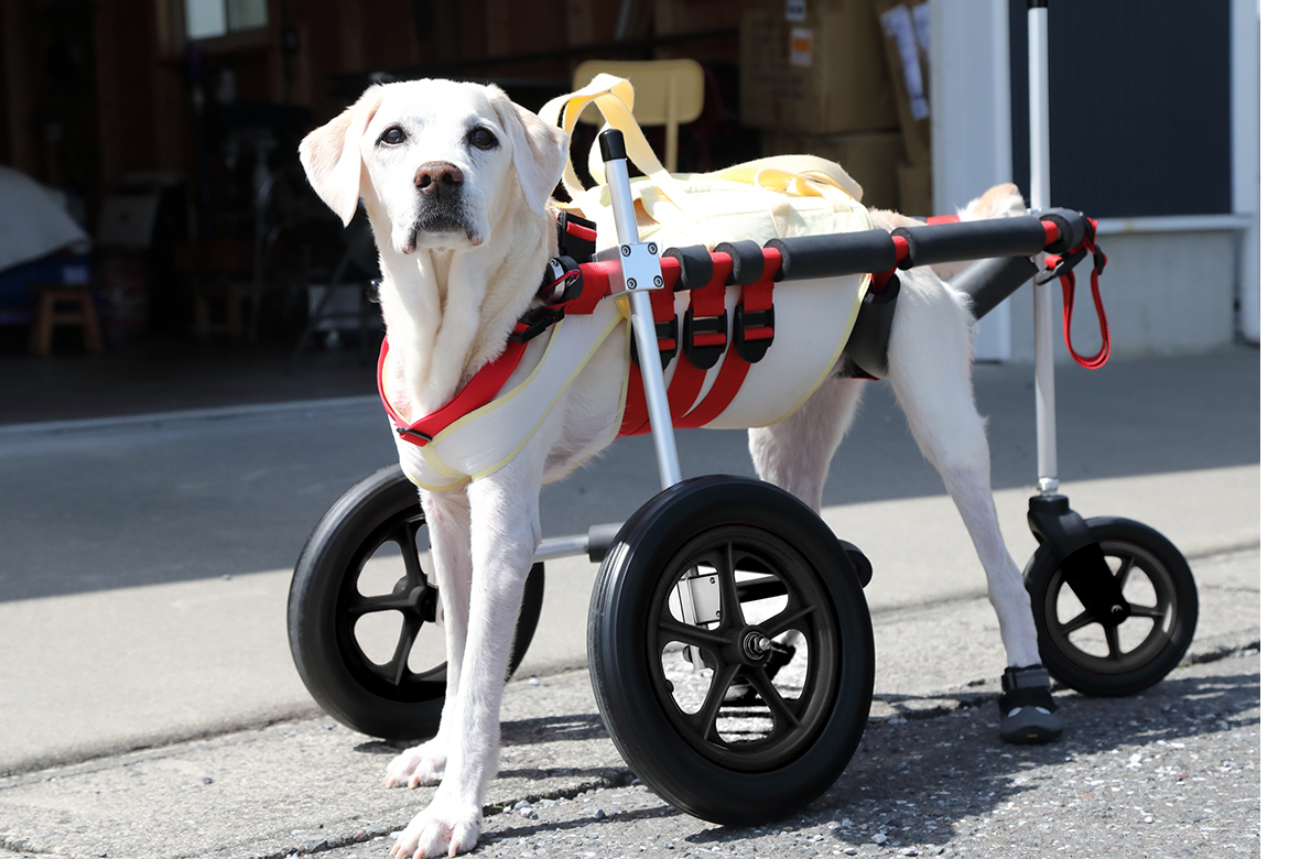 犬用車椅子、柴犬用車椅子4輪車、犬の車椅子①24㎝26㎝