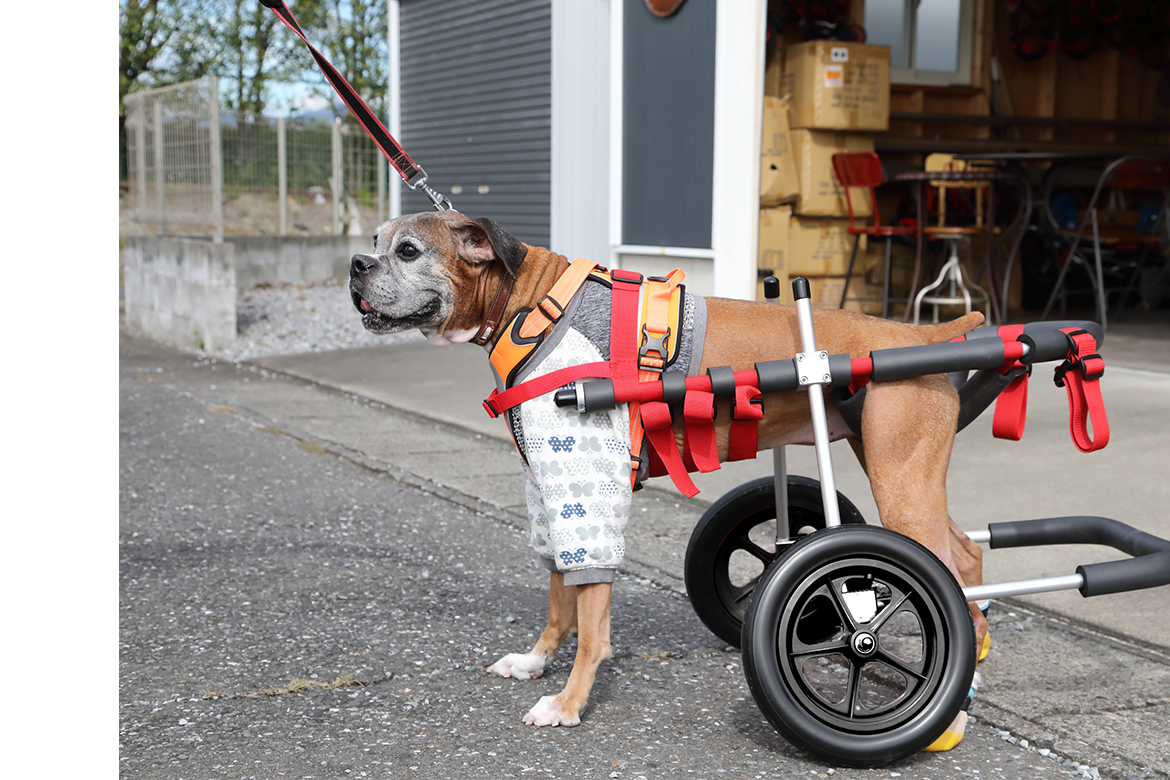 犬用 歩行器 車椅子