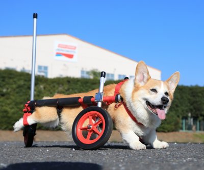 あやぼん様□犬の車椅子 小型犬用2輪4輪切り替え リア補強＋顎乗せ付＋