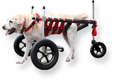 中型犬（パグ♂）の二輪車椅子 | finiscapital.com