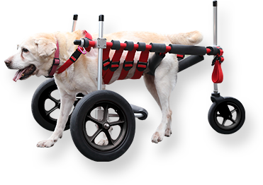 スプリング 犬用歩行器 犬用車椅子 M 介護用 4輪 2輪 | revias.jp