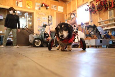 岐阜県のミニチュアダックスフンド　ココちゃんがいらっしゃいました