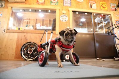 岐阜県のパグ　シェンシェンちゃんがいらっしゃいました。