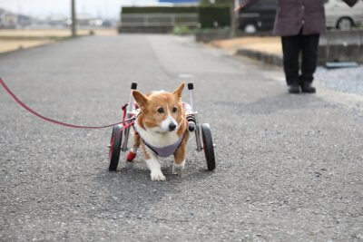 石川県のコーギー　ダイクちゃんがいらっしゃいました。